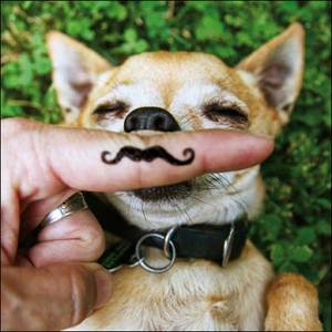 Woodmansterne Monsieur Dog Card (333460)